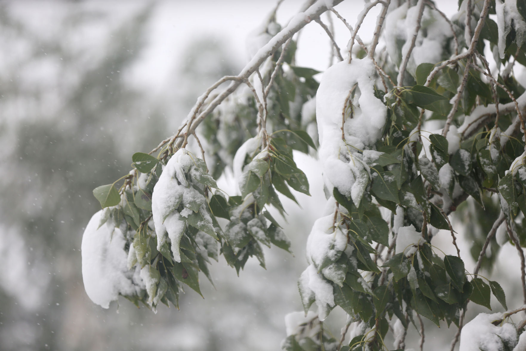 snow